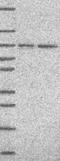 WD repeat-containing protein 46 antibody, NBP1-94128, Novus Biologicals, Western Blot image 