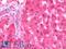 GDP Dissociation Inhibitor 2 antibody, LS-B10650, Lifespan Biosciences, Immunohistochemistry frozen image 