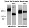 Glutamate Metabotropic Receptor 3 antibody, PA1-30151, Invitrogen Antibodies, Western Blot image 