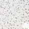 RNA Polymerase II Subunit B antibody, 19-948, ProSci, Immunohistochemistry frozen image 