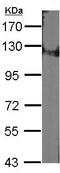 Damage Specific DNA Binding Protein 1 antibody, ab97522, Abcam, Western Blot image 