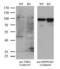 Thyroid Hormone Receptor Alpha antibody, LS-C790535, Lifespan Biosciences, Western Blot image 