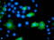 ADP Ribosylation Factor GTPase Activating Protein 1 antibody, LS-C172787, Lifespan Biosciences, Immunofluorescence image 