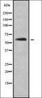 Calpain small subunit 1 antibody, orb336891, Biorbyt, Western Blot image 
