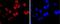 DNA Methyltransferase 1 antibody, NBP2-66805, Novus Biologicals, Immunofluorescence image 