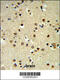 Chromobox 1 antibody, 63-702, ProSci, Immunohistochemistry paraffin image 