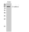 Cadherin 17 antibody, STJ93925, St John