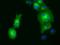 Golgi Reassembly Stacking Protein 1 antibody, GTX84422, GeneTex, Immunofluorescence image 