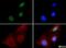 BMI1 Proto-Oncogene, Polycomb Ring Finger antibody, NBP1-96140, Novus Biologicals, Immunofluorescence image 