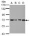 Dihydrolipoamide S-Acetyltransferase antibody, NBP2-20026, Novus Biologicals, Western Blot image 