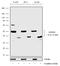 Insulin Like Growth Factor Binding Protein 2 antibody, 702196, Invitrogen Antibodies, Western Blot image 