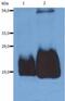 CD59 Molecule (CD59 Blood Group) antibody, LS-B1853, Lifespan Biosciences, Western Blot image 