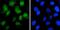 Cas9 antibody, MA5-23519, Invitrogen Antibodies, Immunofluorescence image 