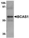 Breast Carcinoma Amplified Sequence 1 antibody, orb75369, Biorbyt, Western Blot image 