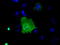 Sorting nexin-9 antibody, TA501250, Origene, Immunofluorescence image 