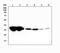 Major Histocompatibility Complex, Class II, DR Alpha antibody, A01195, Boster Biological Technology, Western Blot image 