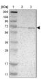 Prolyl 4-Hydroxylase, Transmembrane antibody, NBP1-83989, Novus Biologicals, Western Blot image 