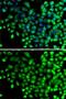 N(Alpha)-Acetyltransferase 20, NatB Catalytic Subunit antibody, GTX32736, GeneTex, Immunofluorescence image 