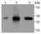 Cyclin Dependent Kinase 6 antibody, NBP2-67758, Novus Biologicals, Western Blot image 