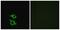 Olfactory Receptor Family 5 Subfamily AP Member 2 antibody, PA5-38186, Invitrogen Antibodies, Immunofluorescence image 