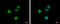 Retinoic Acid Receptor Gamma antibody, GTX102915, GeneTex, Immunofluorescence image 