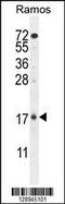 Tetratricopeptide Repeat Domain 9C antibody, MBS9201178, MyBioSource, Western Blot image 