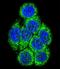 Cytochrome P450 Family 3 Subfamily A Member 43 antibody, LS-C167231, Lifespan Biosciences, Immunofluorescence image 