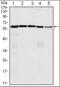 Cell Division Cycle 25C antibody, orb89444, Biorbyt, Western Blot image 