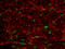 Synaptobrevin antibody, AF4828, R&D Systems, Immunohistochemistry frozen image 