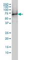 Tubulin Alpha 1c antibody, H00084790-M01, Novus Biologicals, Western Blot image 