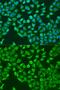 Pumilio RNA Binding Family Member 1 antibody, GTX55768, GeneTex, Immunofluorescence image 