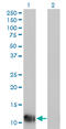 Fatty Acid Binding Protein 1 antibody, LS-C197184, Lifespan Biosciences, Western Blot image 