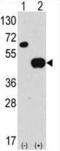 Autophagy Related 4B Cysteine Peptidase antibody, LS-C156593, Lifespan Biosciences, Western Blot image 