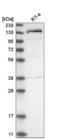 WIZ Zinc Finger antibody, NBP2-58557, Novus Biologicals, Western Blot image 