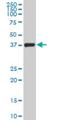 Transcription Elongation Factor A3 antibody, H00006920-M08, Novus Biologicals, Western Blot image 