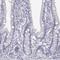 Keratin-associated protein 16-1 antibody, NBP2-57981, Novus Biologicals, Immunohistochemistry frozen image 