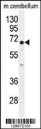 Ugt4 antibody, 55-954, ProSci, Western Blot image 