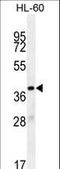 Olfactory Receptor Family 10 Subfamily J Member 5 antibody, LS-C163140, Lifespan Biosciences, Western Blot image 