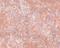 Jumonji Domain Containing 8 antibody, NBP1-77076, Novus Biologicals, Immunohistochemistry frozen image 