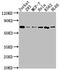 Protein Tyrosine Phosphatase Non-Receptor Type 11 antibody, CSB-RA289762A0HU, Cusabio, Western Blot image 