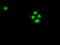 Checkpoint Kinase 2 antibody, LS-C114511, Lifespan Biosciences, Immunofluorescence image 