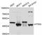 Phosphatase And Tensin Homolog antibody, STJ113011, St John