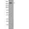 Inositol 1,4,5-Trisphosphate Receptor Type 1 antibody, PA5-64735, Invitrogen Antibodies, Western Blot image 