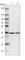 WD Repeat Domain 61 antibody, HPA040065, Atlas Antibodies, Western Blot image 