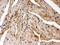 FXYD Domain Containing Ion Transport Regulator 1 antibody, PB9704, Boster Biological Technology, Immunohistochemistry paraffin image 