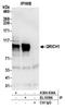 Glutamine Rich 1 antibody, A304-934A, Bethyl Labs, Immunoprecipitation image 