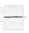 Tubulin antibody, MA1-19164, Invitrogen Antibodies, Western Blot image 