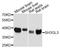 SH3 Domain Containing GRB2 Like 3, Endophilin A3 antibody, STJ25520, St John