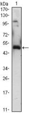 Early Growth Response 1 antibody, NBP1-47480, Novus Biologicals, Western Blot image 