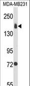 Integrin Subunit Alpha 2 antibody, LS-C165314, Lifespan Biosciences, Western Blot image 
